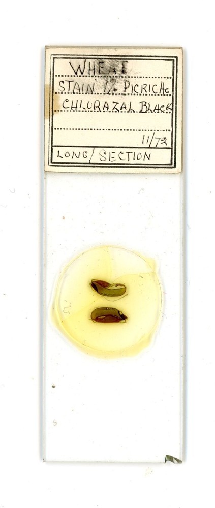 Vintage glass Microscope slide Wheat Chlorazol Black #49
