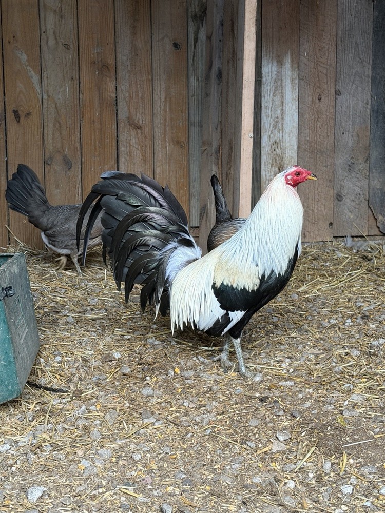 Bennett Grey Fowl 6++