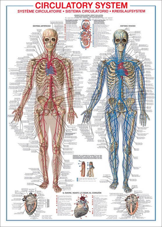 THE CIRCULATORY SYSTEM Human Body Anatomy HUGE 27x39 Wall Chart Reference POSTER