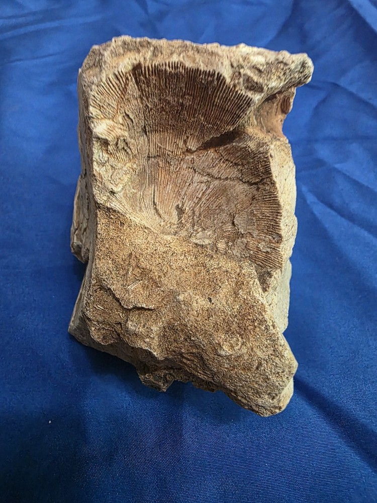 Brachiopod Fossilized Rock 1.87lb