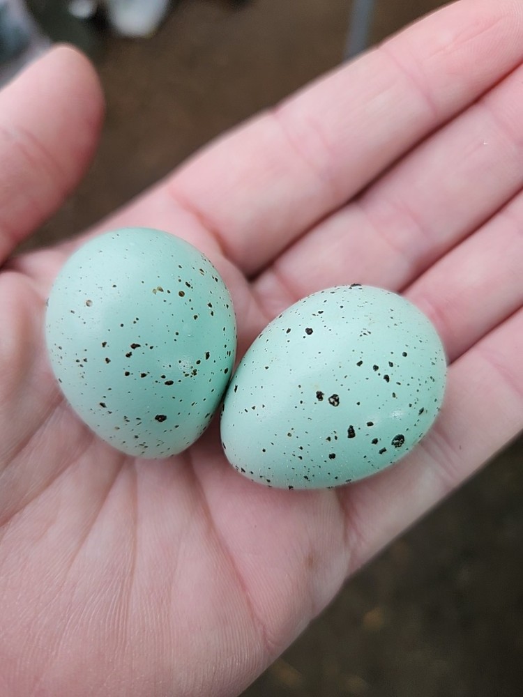 12+ Celadon Hatching Eggs