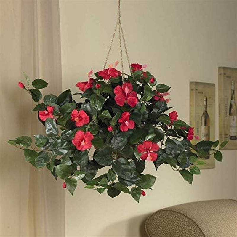 Hibiscus Hanging Basket