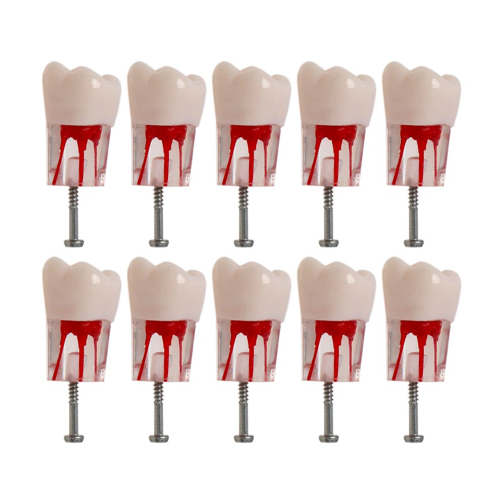 Dental Endo Root Canal Teeth Models Study RCT Practice Typodont Model #8006