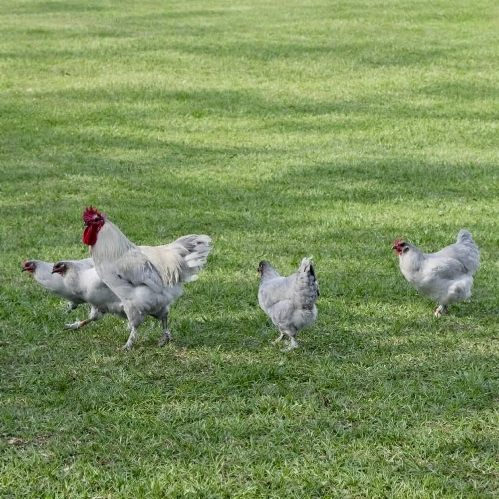 NPIP Certified: 6+ Lavender Marans Hatching Eggs!