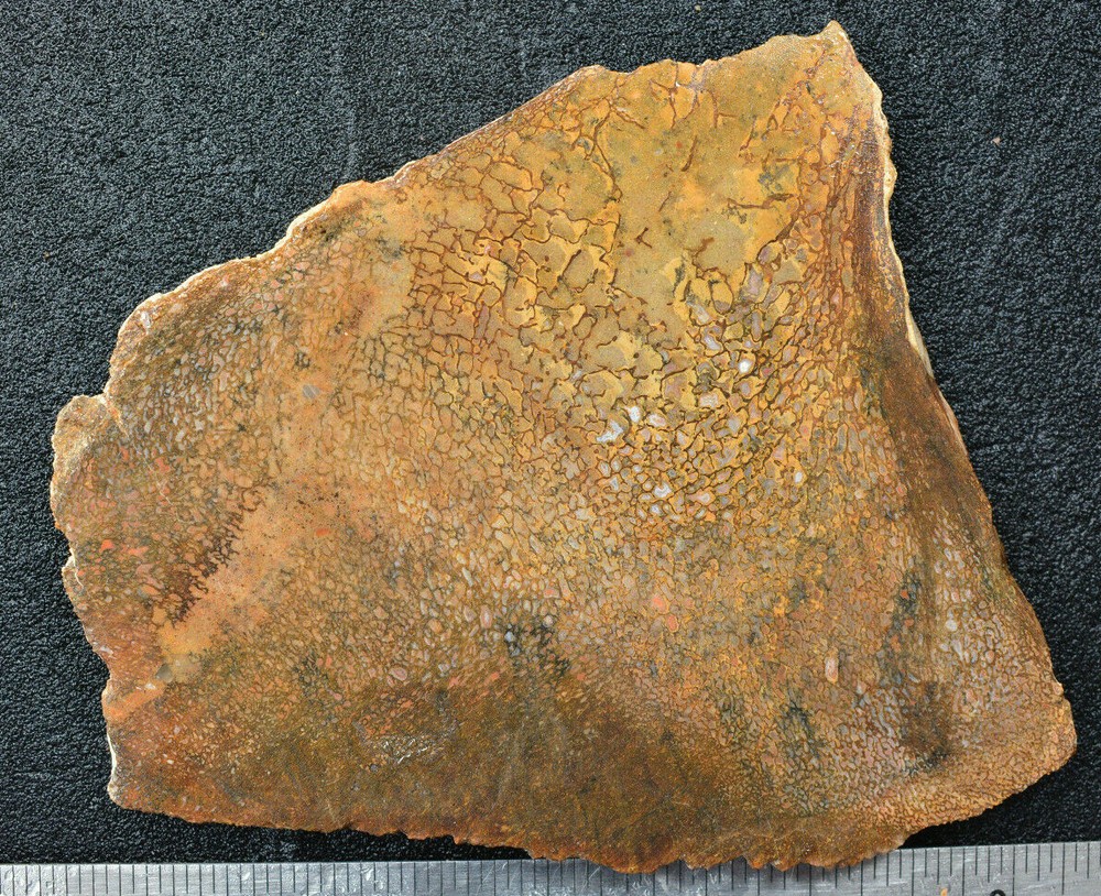Agatized Dinosaur Bone Slab Utah Ex Shriley Collection
