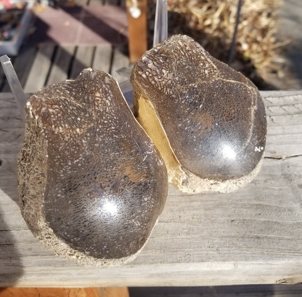 Nice Stegosaurus Vertebra Agatized Split Polished Multicolor Solid Morrison 2+Lb