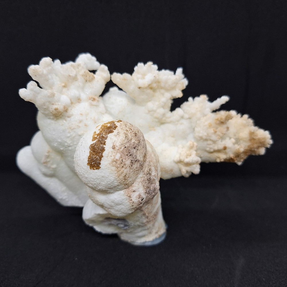 Aragonite