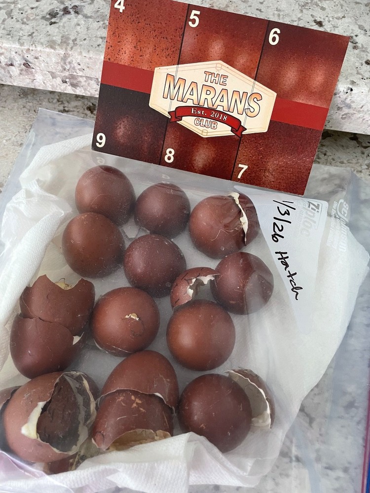 1 Dozen Black Copper Marans Hatching Eggs!