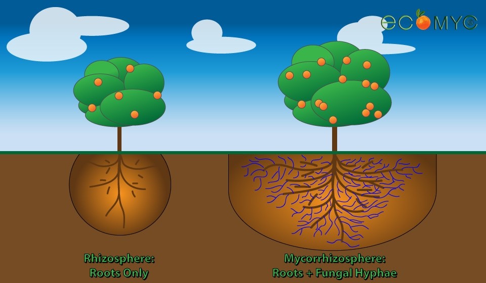 2 Lbs Granular Mycorrhiza - Soil Amendment & Root Enhancer, Microbial Additive