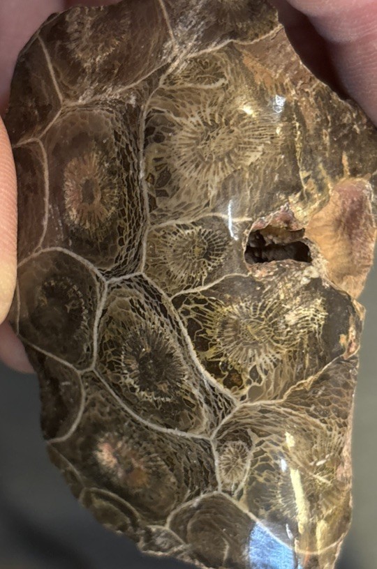Petrified Coral End Polished