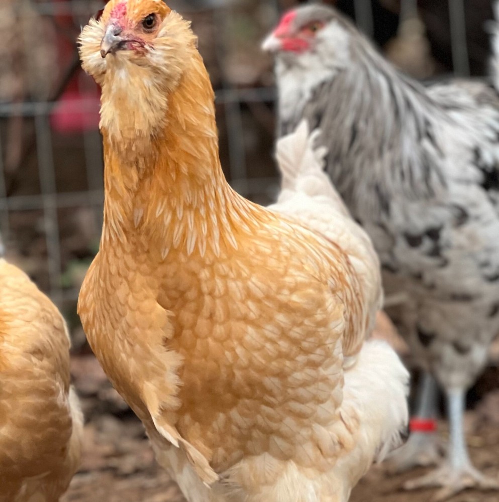 5 Easter & Olive Egger, Green unwashed Hatching Eggs.