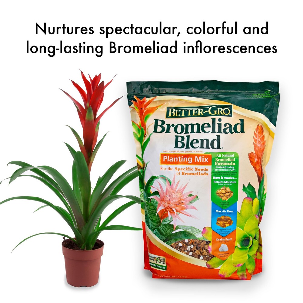 Bromeliad Blend 8 Quart