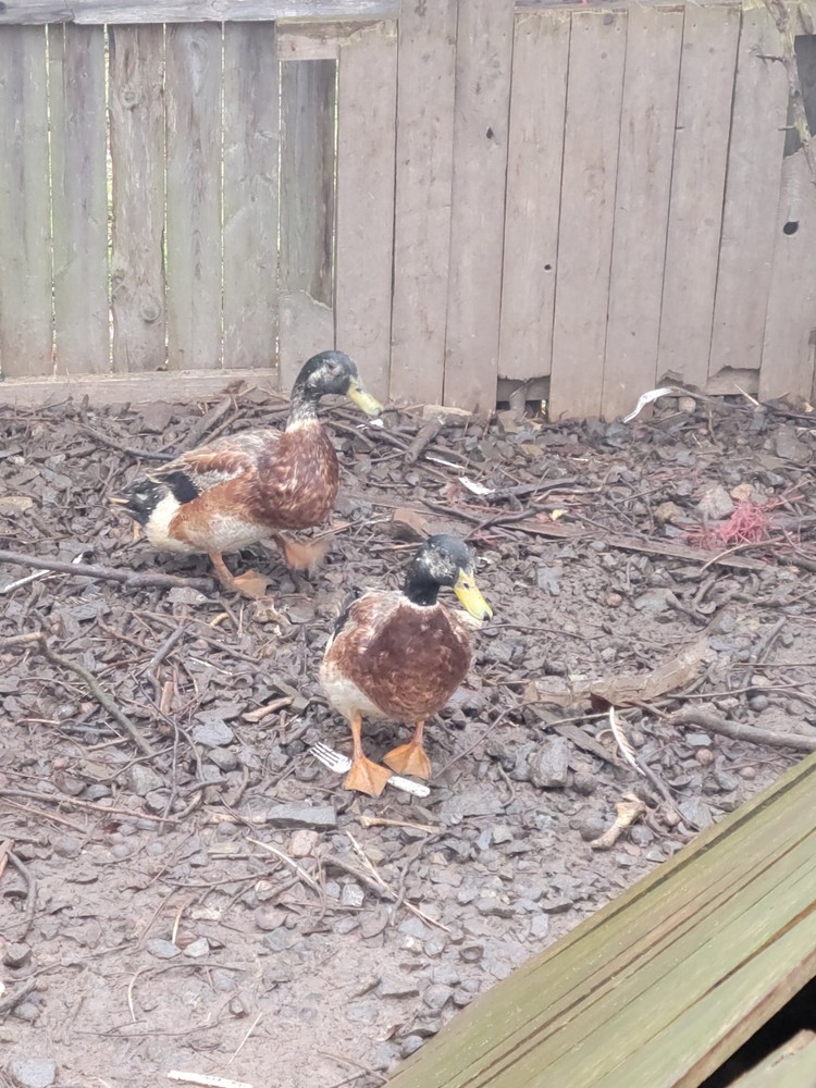 8 Hatching Eggs Ducks Welsh Harlequin Silver And Gold Ready Now