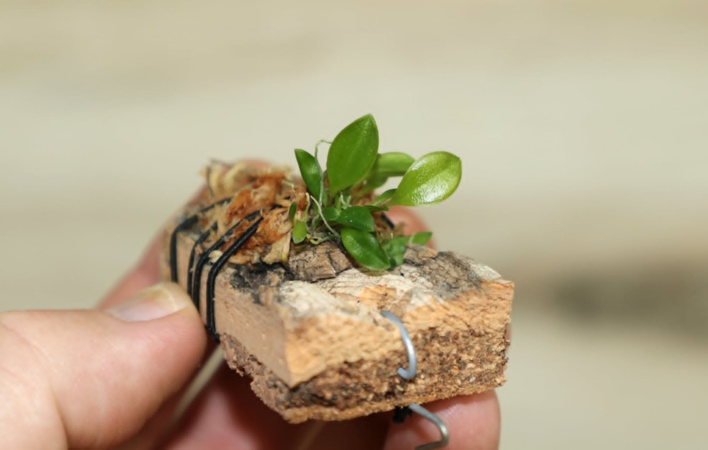 LEPANTHES CELOX SMALL ORCHID MOUNTED