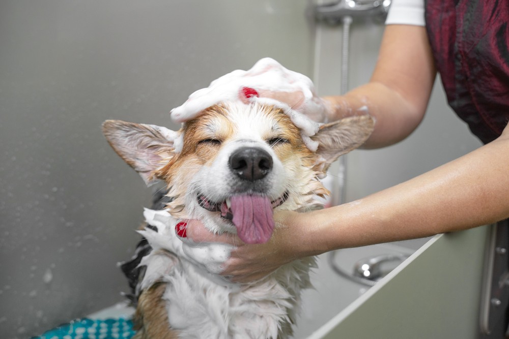 Groomer Essentials Hose Holder