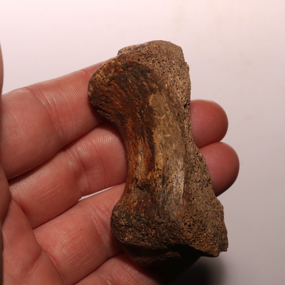 Dinosaur Vertebra Partial - Nice Sized - Hell Creek Formation CRETACEOUS Great