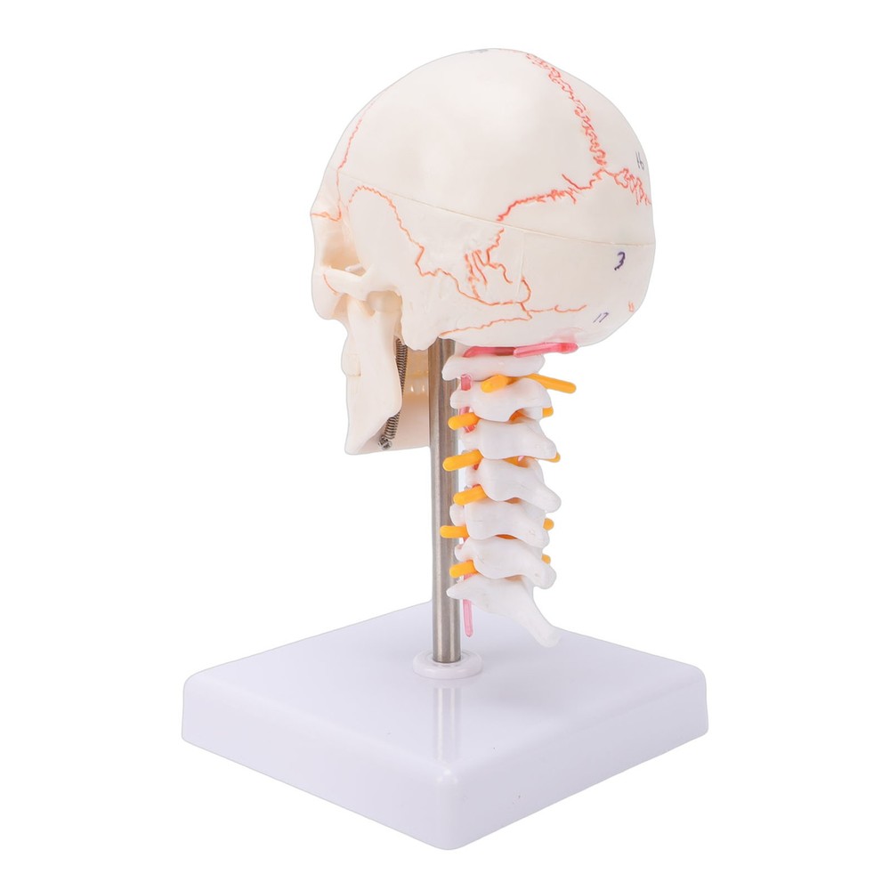 1/2 Skull With Cervical Spine & Brain Teaching Display Model