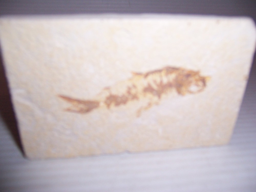 Fossil Fish