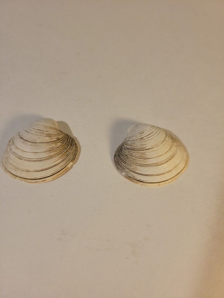 Northern Quahog Specimen