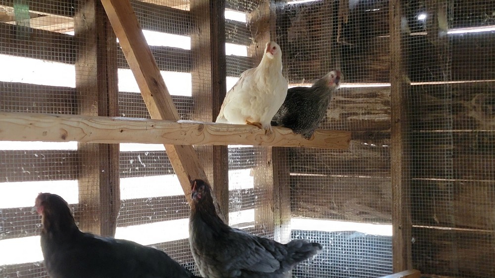 5+ Barnyard Mix Hatching Eggs | Assorted Mix Rare Breeds | TN NPIP CERTIFIED
