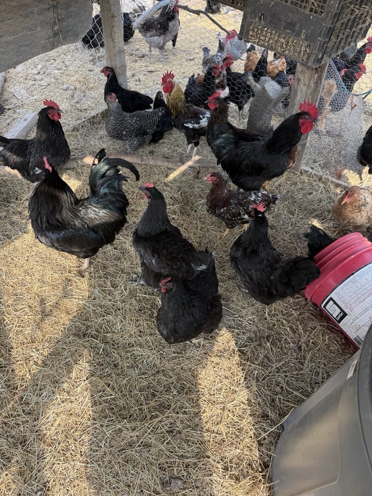 Barnyard Chicken Hatching Eggs 12 Pack