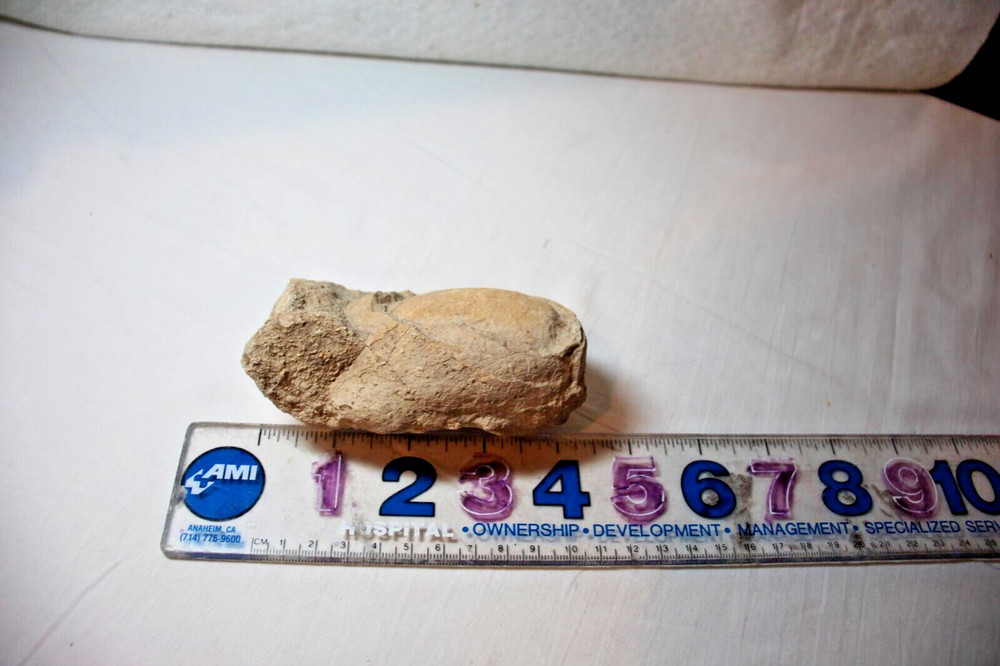 rock fossil from Utah