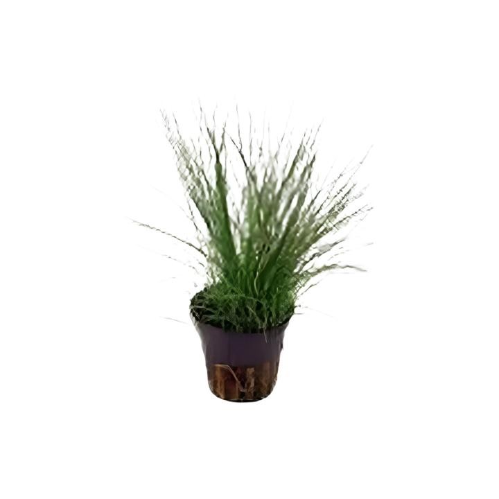 Aquarium Foreground Plant Bundle – 3 Pots