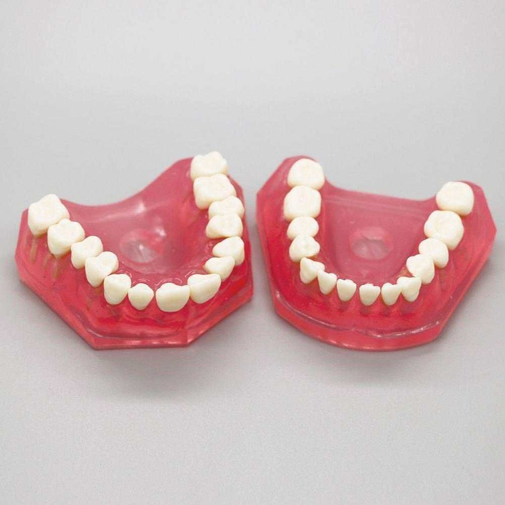 Dental Orthodontic Typodont Plastic Teeth Model 4004 Removable Teeth Standard