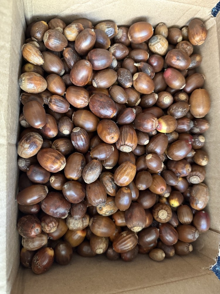 Acorns for Hunters