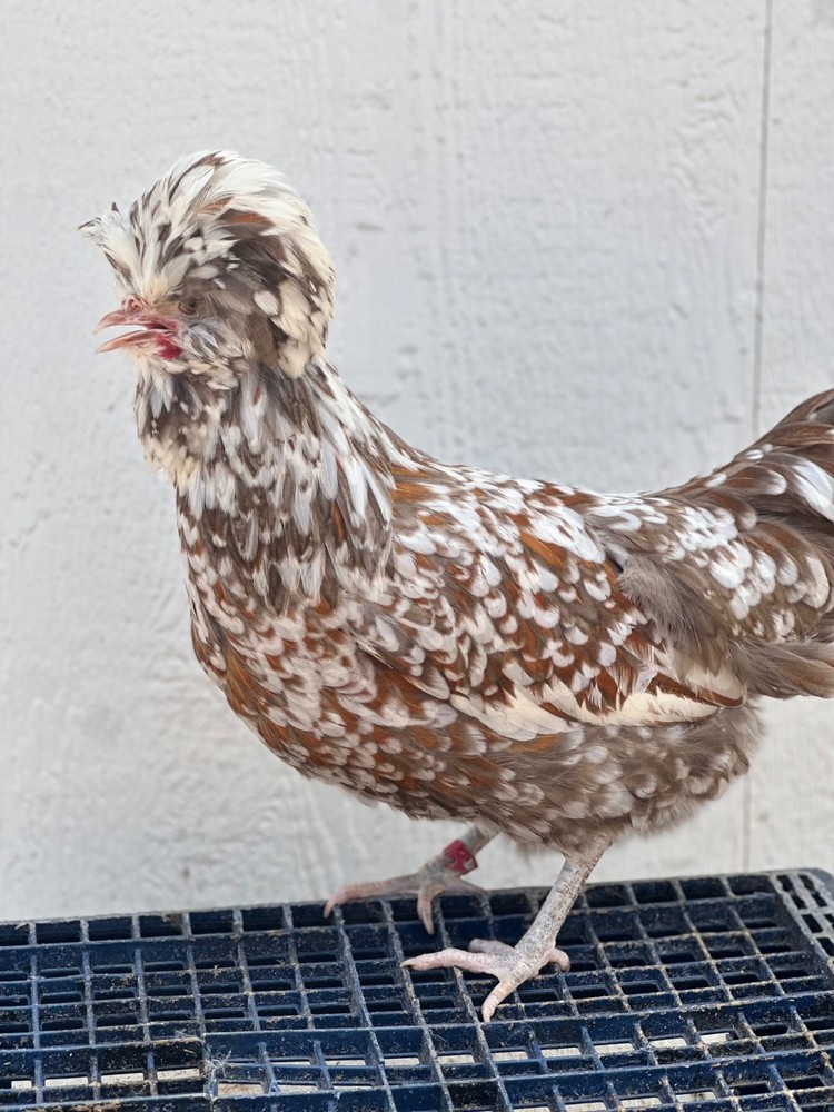 chicken hatching eggs for sale