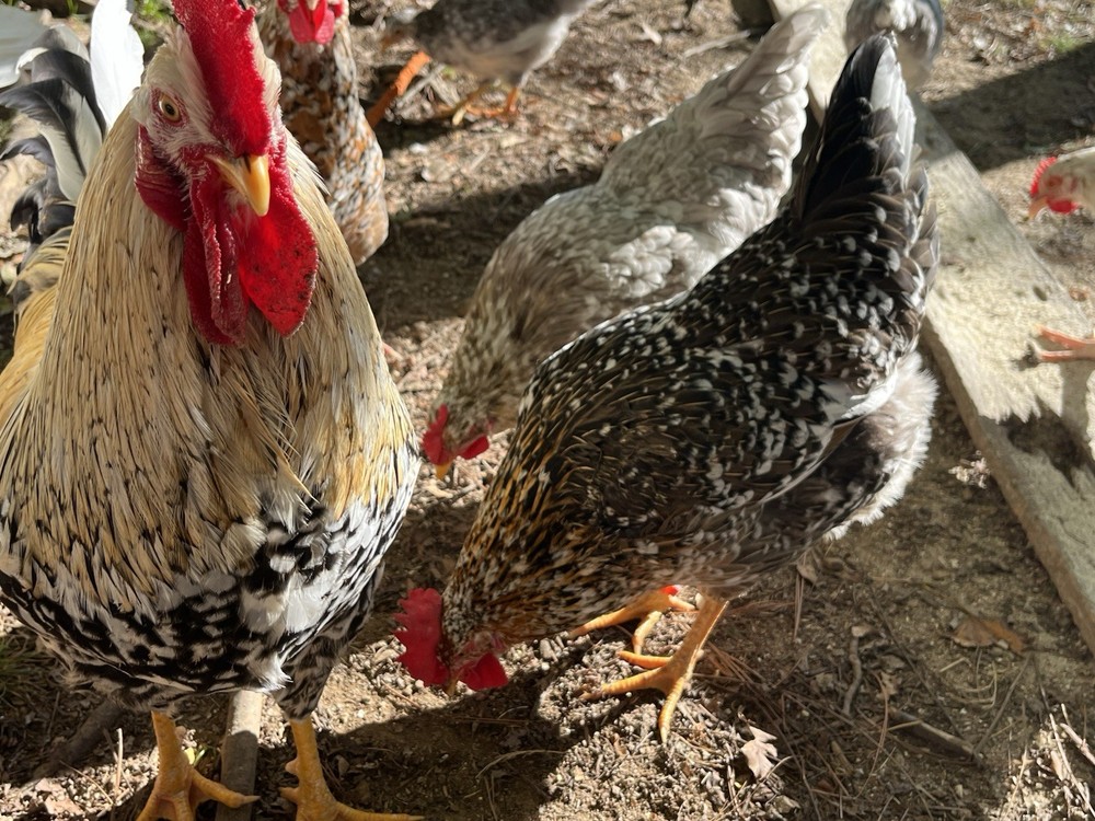 Swedish Flower Eggs 15+ Pack