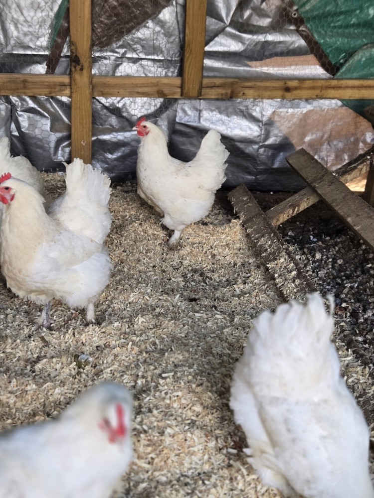 White Langshan Hatching Eggs 12 Plus 2 Extra