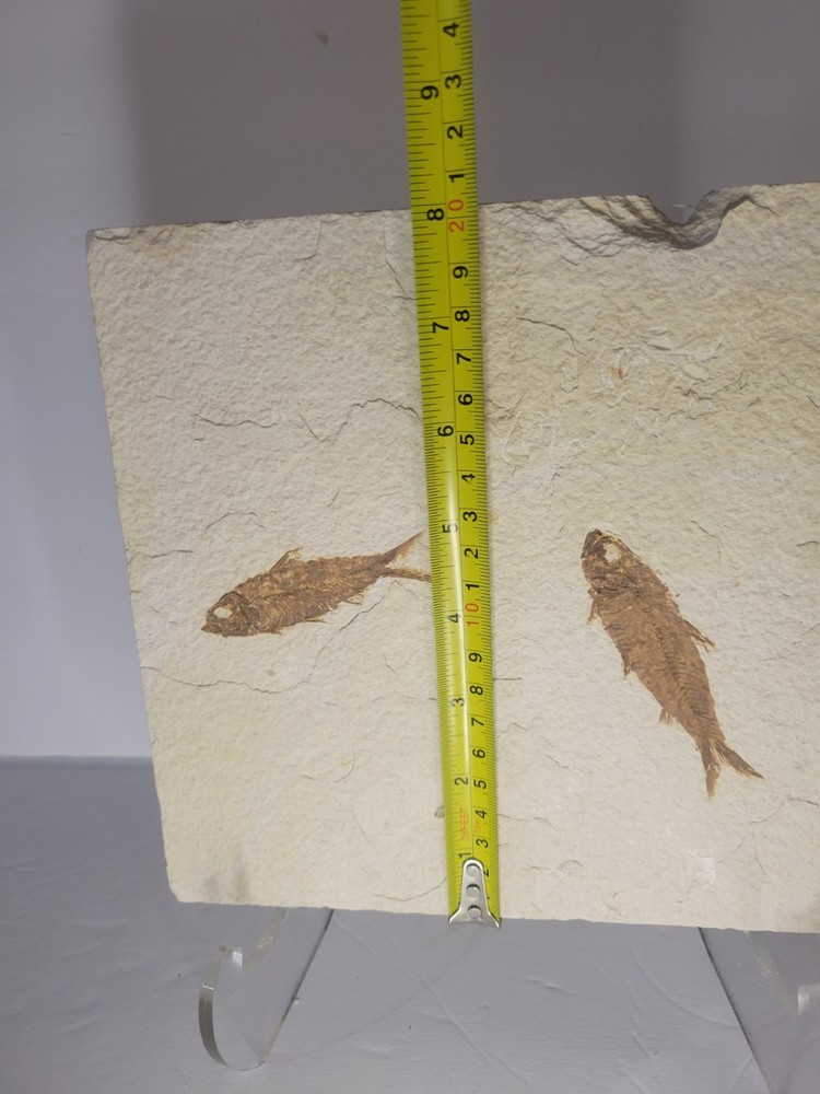 FOSSIL FISH MULTIPLE PLATE (A4)