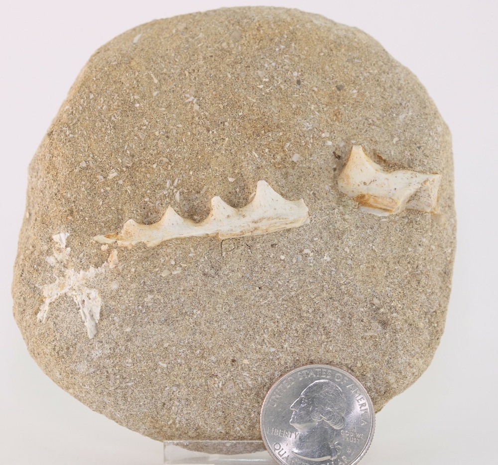 Fossil Fish Enchodus Jawbone Section Dinosaur Age Morocco COA 3055