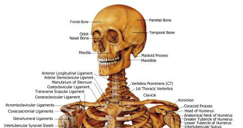 Human Skeleton Skull Anatomical System Chart - Models Anatomical, LARGE SIZE