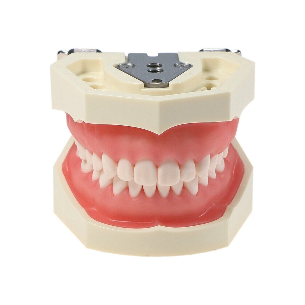 Dental Typodont Teeth Model With Removable Teeth Anatomical Screw Mounted Teeth