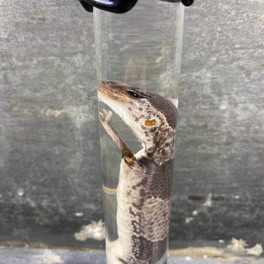 #7 - Leopard Gecko Wet Specimen (Eublepharis Macularius)
