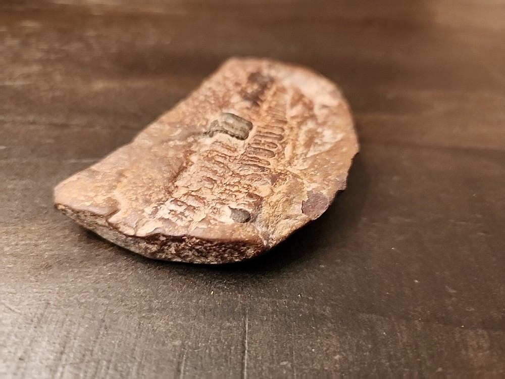 3" Natural Fossil