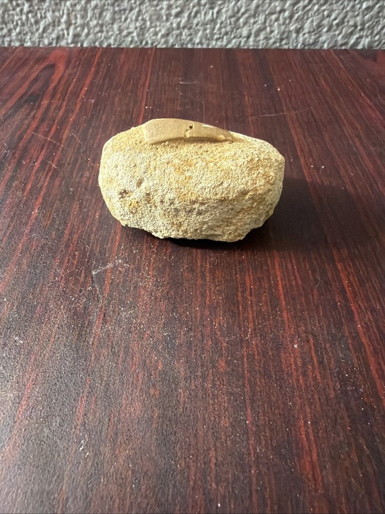 mosasaurus tooth