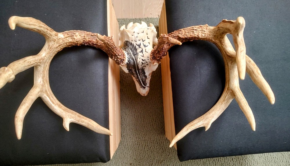 13 Point Ohio Whitetail Deer