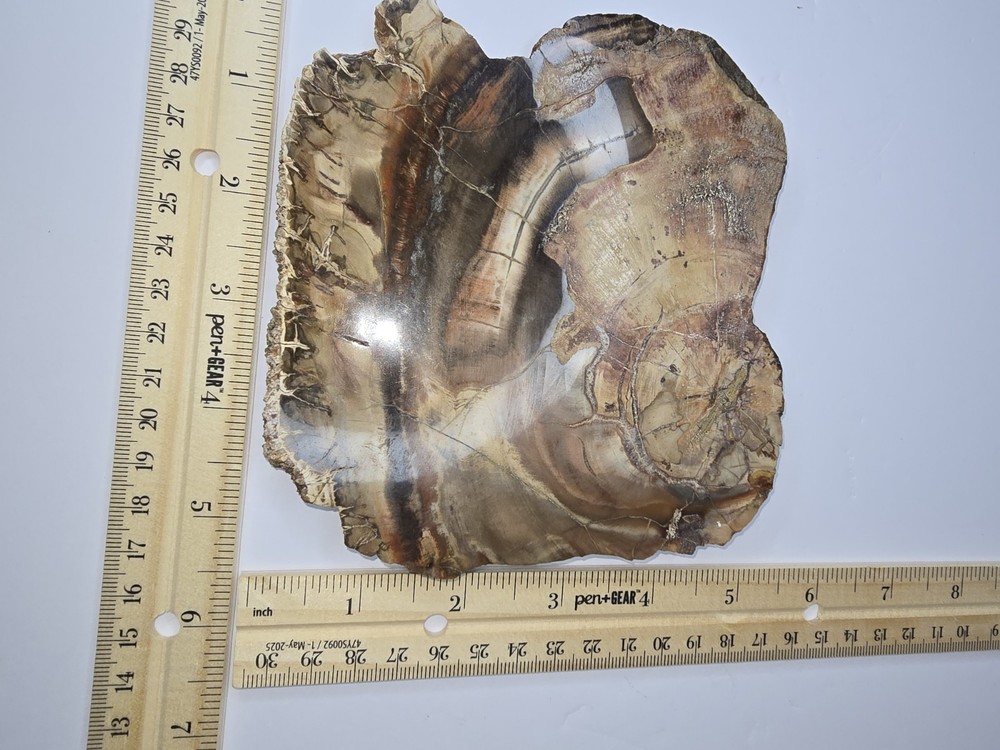 Petrified Wood Polished slab