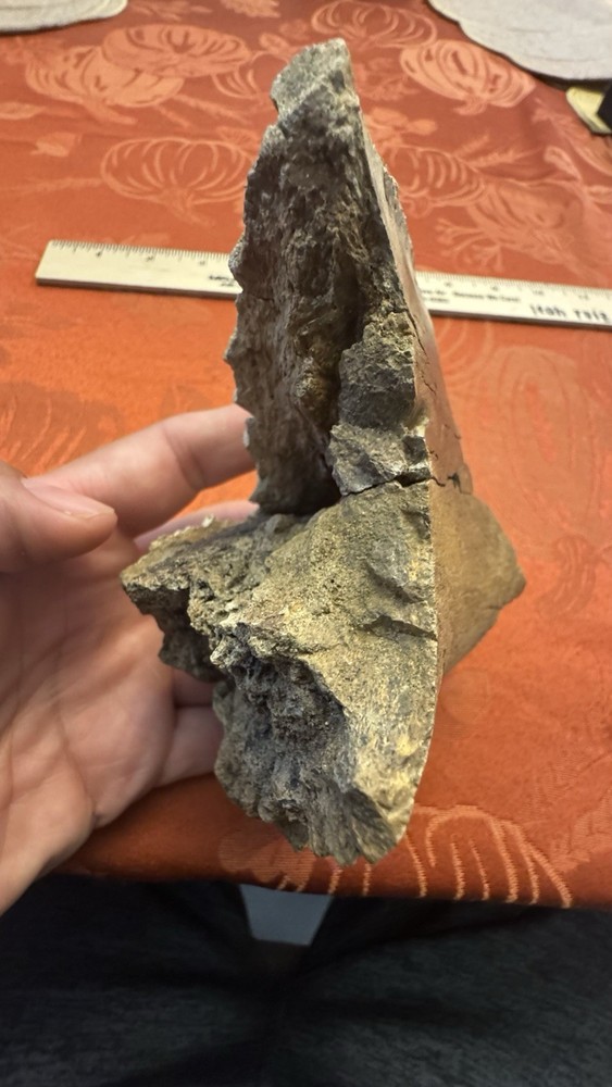 Edmontosaurus Dinosaur Fossil Partial Dentary Jaw Section