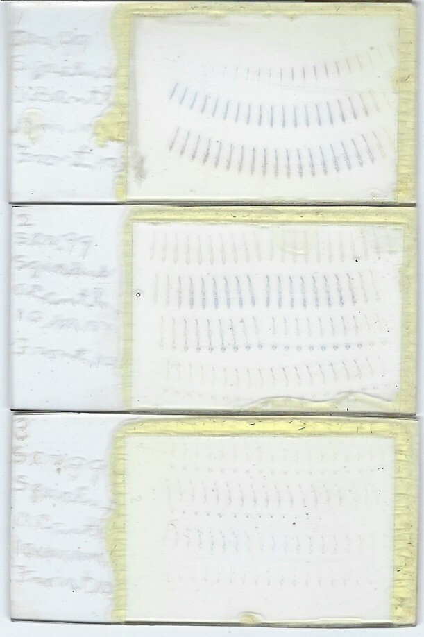 Serially Sectioned 10 mm Squalus acanthias Embryo Microscope Slides