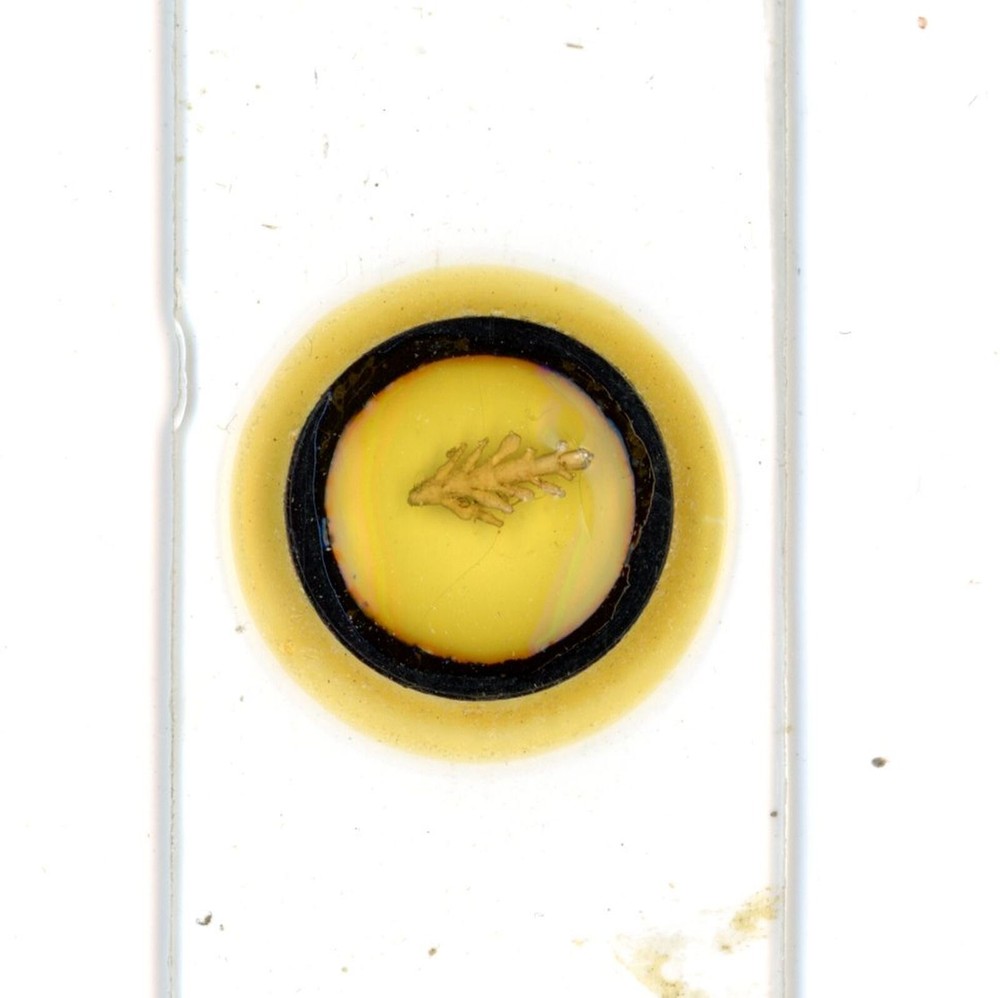 Antique glass Microscope slide unknown sample type see photos #10