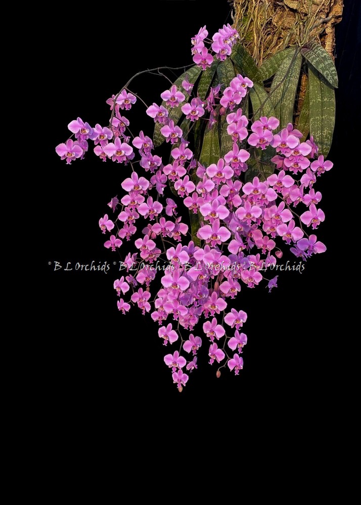 Phalaenopsis schileriana    (Fragrant)