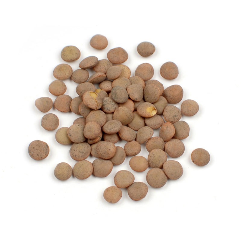 Bulk Dried Lentils Bagged 10 lbs Pounds