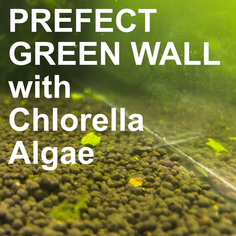 Chlorella pyrenoidosa Algae | Lab Made | Shrimp Breeding | Algae seeding