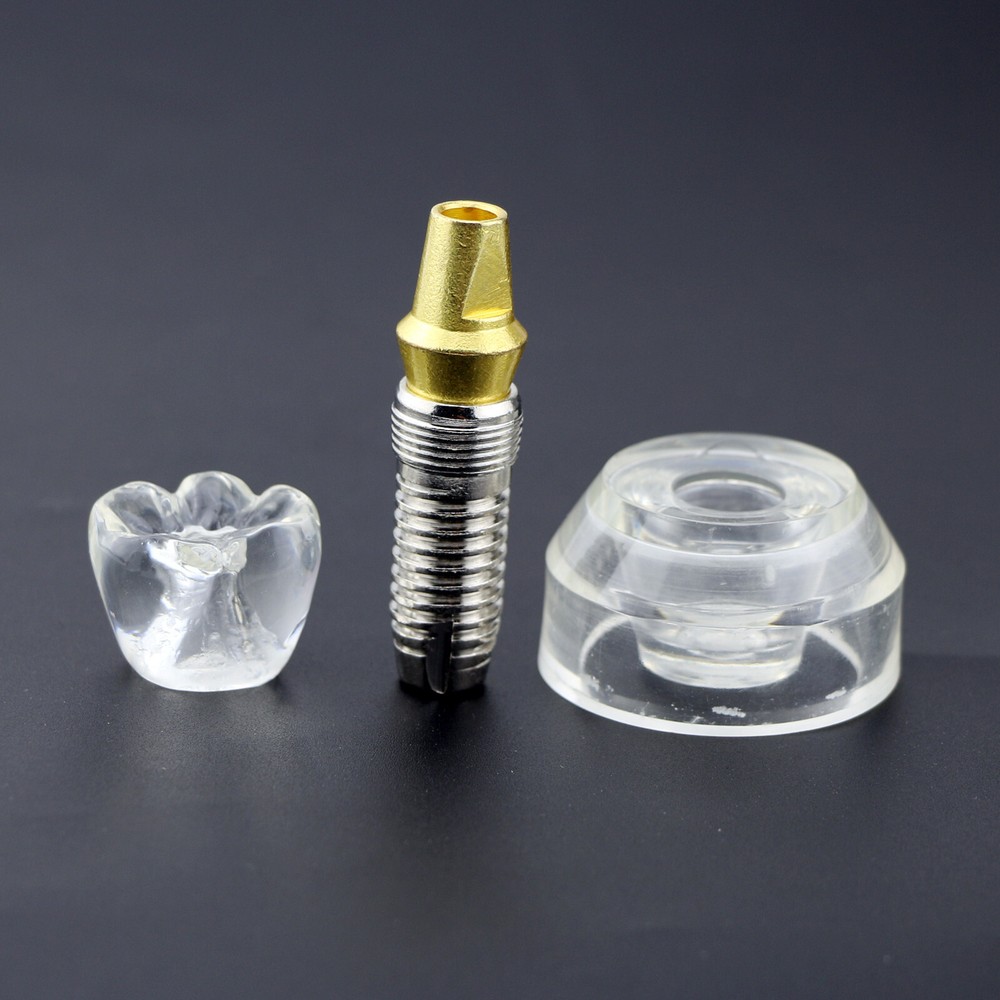 Dental Implant Model Demonstration Teeth Study Teach Model Clear M2020