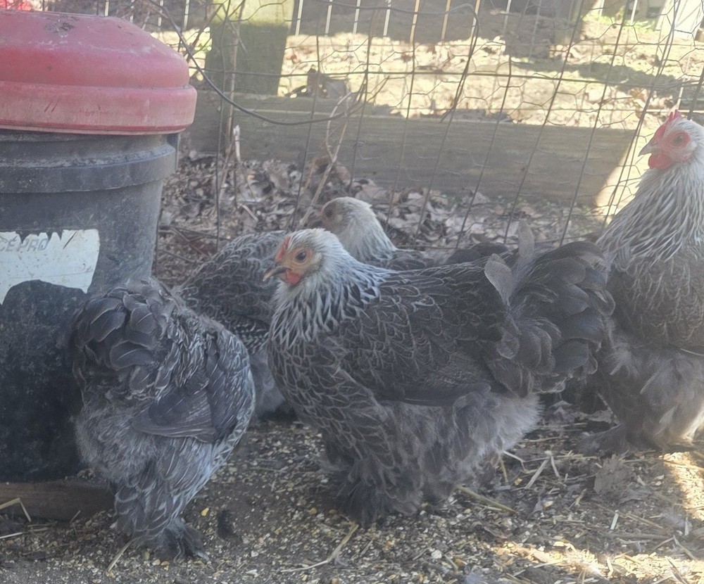 6++ Silver Penciled Bobtail Cochin Bantam