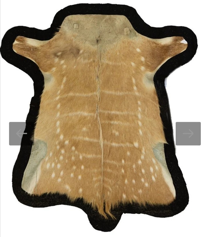 African Bushbuck Tanned Hide